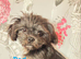 Toy shipoo pups