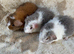 Baby Male Teddy Guinea Pigs