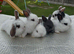 Beautiful mini lop ears