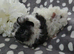 Lunkarya boar pair ready now