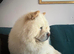 4 year old Chow Chow