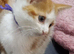 5 Beautifull male kittens looking for loving homes.