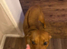 Need a forever home