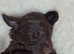 Australian Labradoodle puppies - health tested
