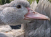 Lavender Muscovies available