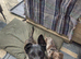 Dutch shepard looking for forever home