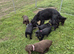 7 beautiful cocker spaniel
