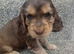 ️ KC Registered Show Type Cocker Puppies️
