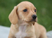 Cream Miniature Smooth Haired dachshunds Ready for their forever homes