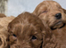 Quality F1 Cockapoo puppies from Licensed breeder