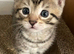 Tabby kitten