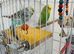 Pair of Budgies