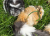 4 female guinea pigs