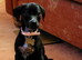 Welsh Terrier Whippet Cross 12 weeks old