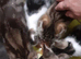 Pretty colour Kittens for sale