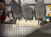 Congo african grey baby’s ready now -