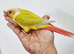 Gorgeous baby conure with cage