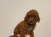 Toy poodle