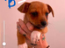Jack Russell cross Pomeranian