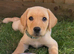 One 12 week male lab pup and one female 10 weeks