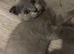 TICA /Scottish fold/BSH kittens