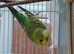 Young pair of budgies