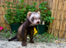 Female Ferret