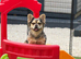 Fluffy French bulldog