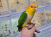 Baby Yellow Thigh Caique,7