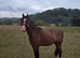 Welsh section B gelding