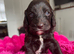 Cockapoo puppies