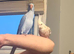 Blue Indian Ringneck