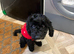 11 month old male cockapoo
