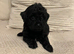 Gorgeous f1 Shih poo puppies