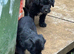 Patterdale pups