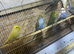 Budgies