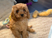 Cavapoo