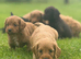 Cockapoo Puppies