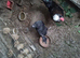 Bentum hens and cockeral for sale