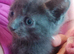 One grey kitten