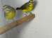 Green Singers