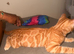 TICA Registered F4 Bengal Boy – Rare Ginger Colouring