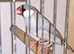 Pair of java finches