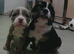 New English Bulldogs puppies