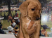 Pinscher/chihuahua cross f1b cockerpoo