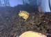 Year old  albino Pac-Man from