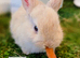 5 Mini Lop/Mini Rex bunnies for reserve! Ready Sunday 4th October