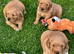 Red golden retriever puppies