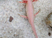 Axolotls for sale