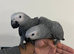 Baby HandReared Super Tame Cuddly African Grey Parrot,16